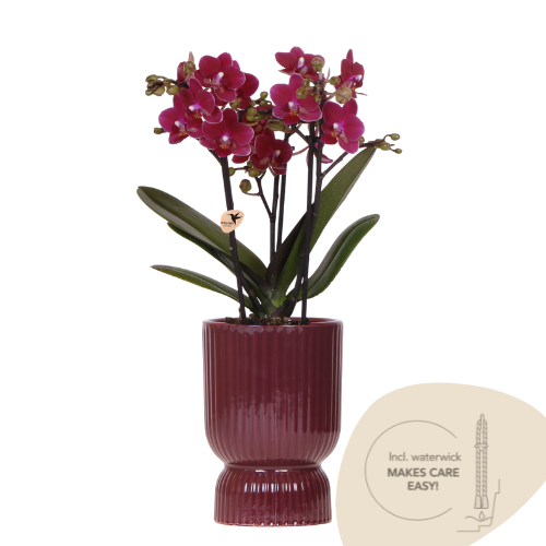 Orchidée Phalaenopsis violette Blossom Chamonix avec cache-pot Diabolo rouge foncé à réserve d'eau - H 45 cm, pot Ø9 cm