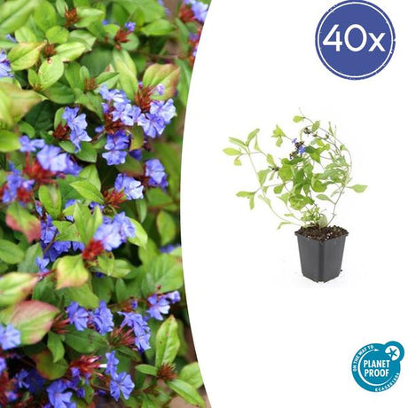 Plumbago De Chine (Ceratostigma Plumbaginoides) 'Plumbaginoides' - vue 10