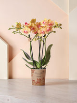 Orangefarbene Orchidee und ihr Blumentopf – H35cm, Ø9cm