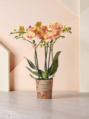 Orangefarbene Orchidee und ihr Blumentopf – H35cm, Ø9cm