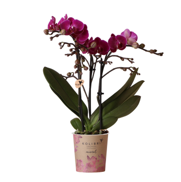 Lila Orchidee und ihr Blumentopf – H35cm, Ø9cm