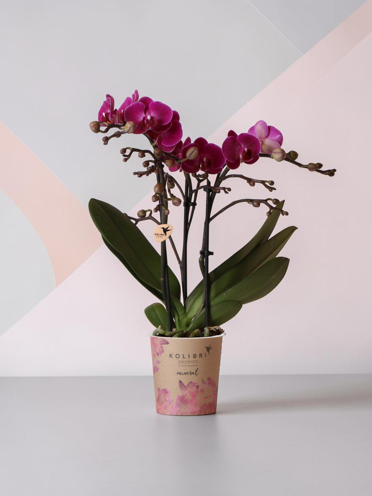 Lila Orchidee und ihr Blumentopf – H35cm, Ø9cm