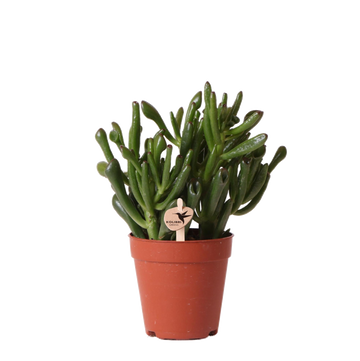Crassula Hobbit h18cm - Sukkulente