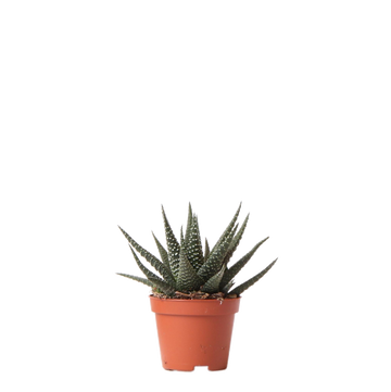 Haworthia Königliche Hoheit h11cm