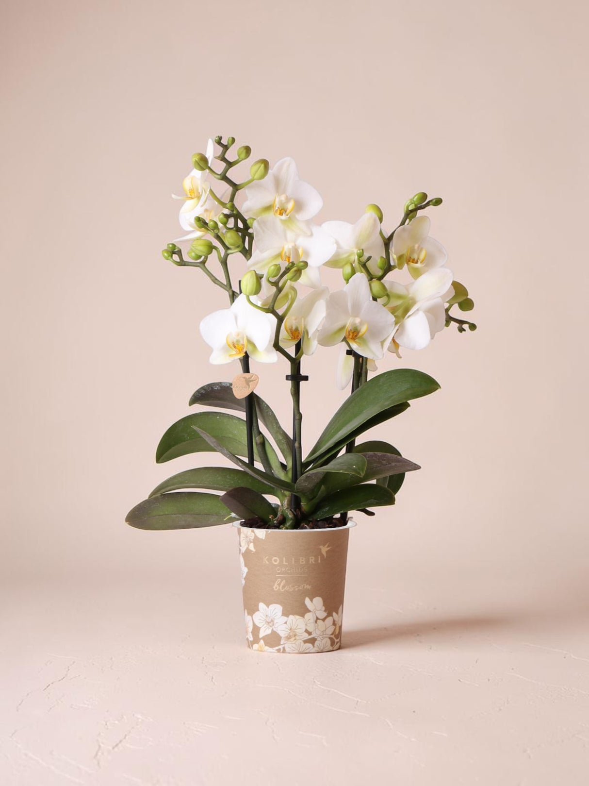 Weiße Orchidee – Ø9cm – Zimmerpflanze