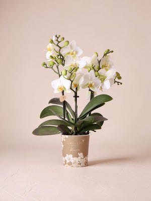 Weiße Orchidee – Ø9cm – Zimmerpflanze