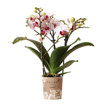 Weiße und rosa Orchidee – Ø9cm – Zimmerpflanze