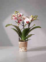 Weiße und rosa Orchidee – Ø9cm – Zimmerpflanze