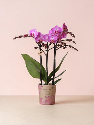 Rosa Orchidee – Ø9cm – Zimmerpflanze