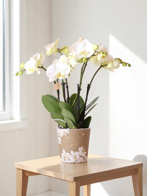 Weiße Orchidee – Ø12cm – Zimmerpflanze