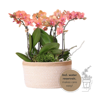 Set mit 3 orangefarbenen Orchideen und 3 Rhipsalis in einem Baumwollkorb mit Wasserreservoir