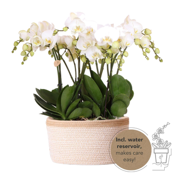 Baumwollkorb mit 3 weißen Orchideen und integrierter Bewässerung
