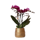 Livraison plante Orchidée Morelia Violette et son pot