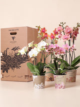 Orchideen-Überraschungsbox – 4 Sorten