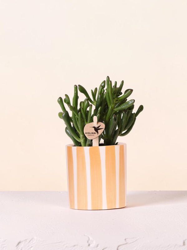 Sukkulente Crassula Hobbit + Topf Painted Stripe orange