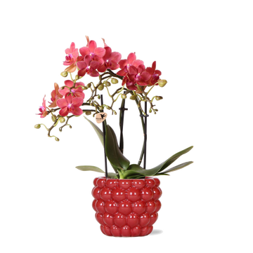 Kongorote Orchidee mit Diamantperlentopf