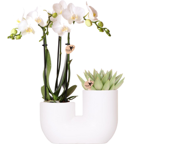 Amabilis und saftige Orchidee im weißen Dekotopf