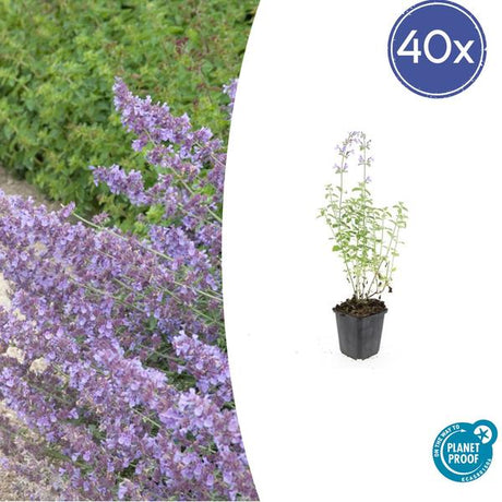 Cataire (Nepeta x faassenii) 'Walker’s Low' - vue 11