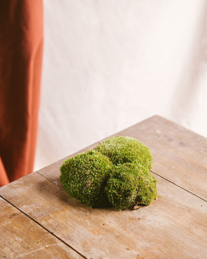 Beutel mit Moosbällen - Terrarien
