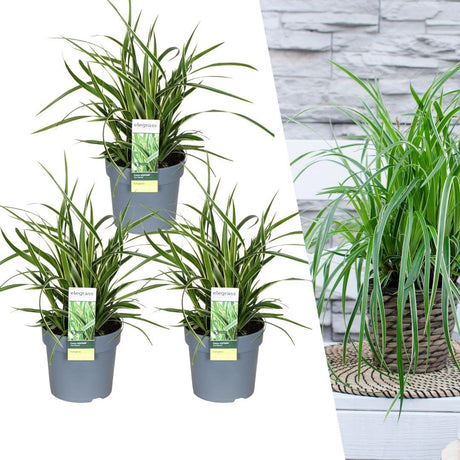 Livraison plante 3 x Carex morrowii 'Ice Dance'