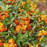 Livraison plante 3 x Pyracantha coccinea mix