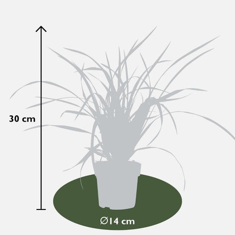 Livraison plante 6 Carex morrowii 'Irish Green'