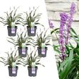 Livraison plante 6 x Liriope muscari 'Ingwersen'