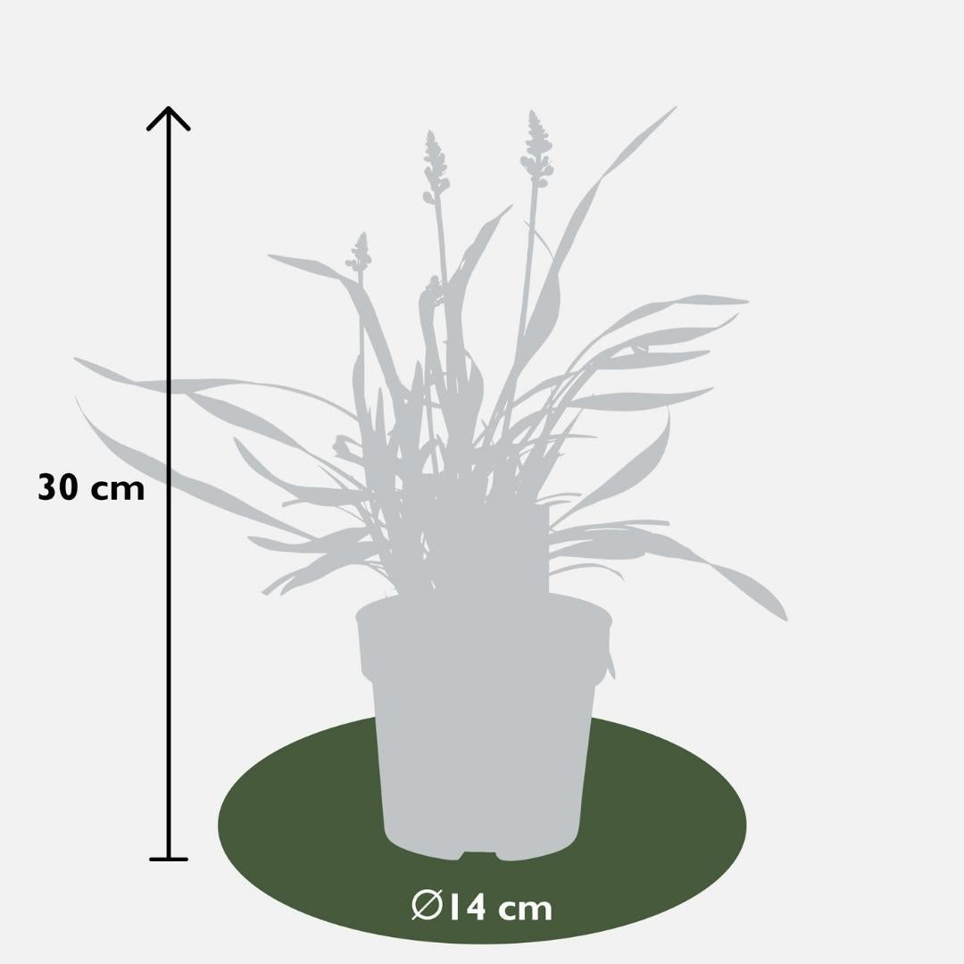 Livraison plante 6 x Liriope muscari 'Ingwersen'