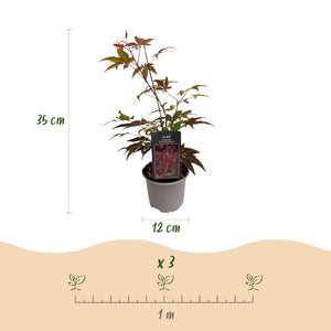 Livraison plante Acer palmatum Atropurpureum – Pot 12 cm – Hauteur 35 cm