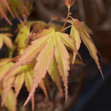 Livraison plante Acer palmatum Katsura – Lot de 1 – Pot 12cm – Hauteur 35cm
