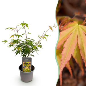 Livraison plante Acer palmatum Katsura – Lot de 1 – Pot 12cm – Hauteur 35cm