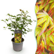 Livraison plante Acer palmatum Little Princess
