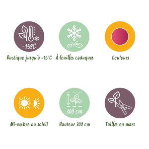 Livraison plante Acer palmatum Phoenix – Lot de 3 – Pot 12 cm