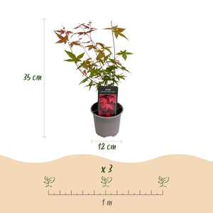 Livraison plante Acer palmatum Tricolour – Lot de 3 – Pot 12 cm