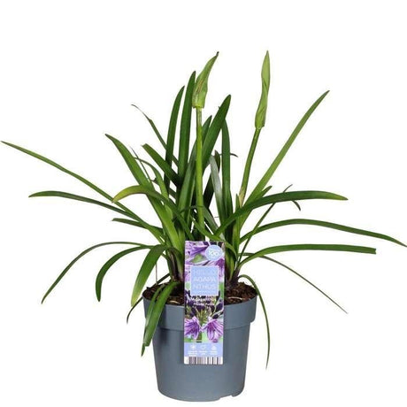 Livraison plante Agapanthe 'Poppin Purple' - ↨30cm - Ø19 - plante d'extérieur fleurie