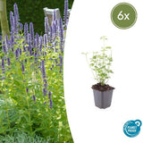 Livraison plante Agastache Black Adder