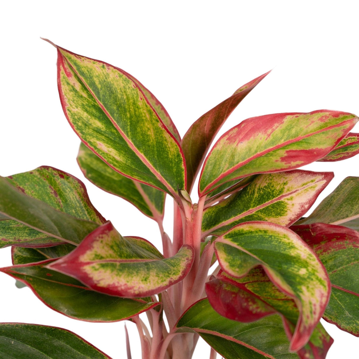 Livraison plante Aglaonema Crete