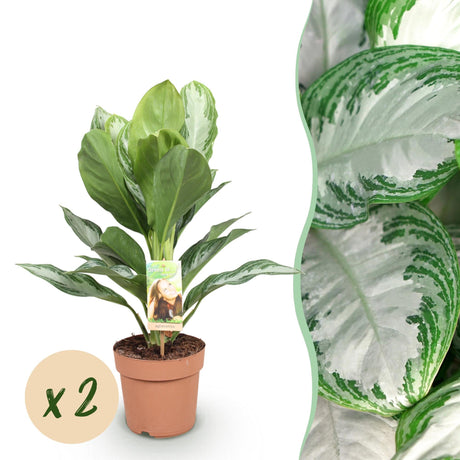 Livraison plante Aglaonema Silver Bay – Lot de 2 – Pot 17 cm – Hauteur 70 cm