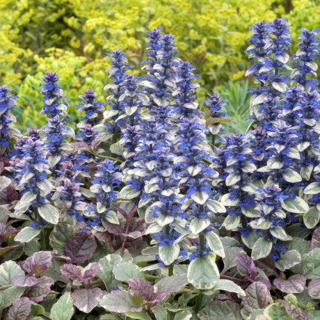 Livraison plante Ajuga reptans 'Burgundy Glow' - Lot de 6