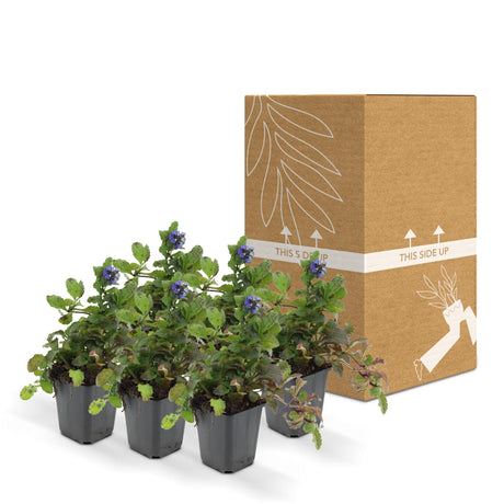 Livraison plante Ajuga reptans - Lot de 6