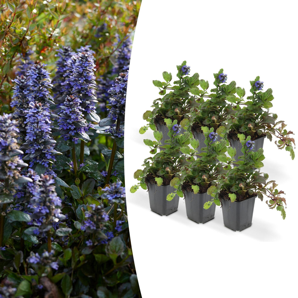 Livraison plante Ajuga reptans - Lot de 6