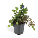 Livraison plante Ajuga reptans - Lot de 6