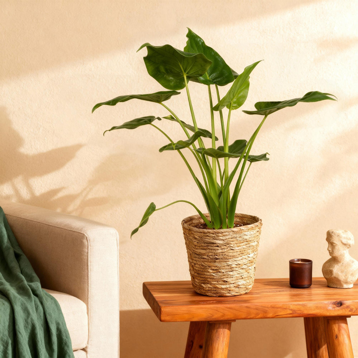 Livraison plante Alocasia Cucullata