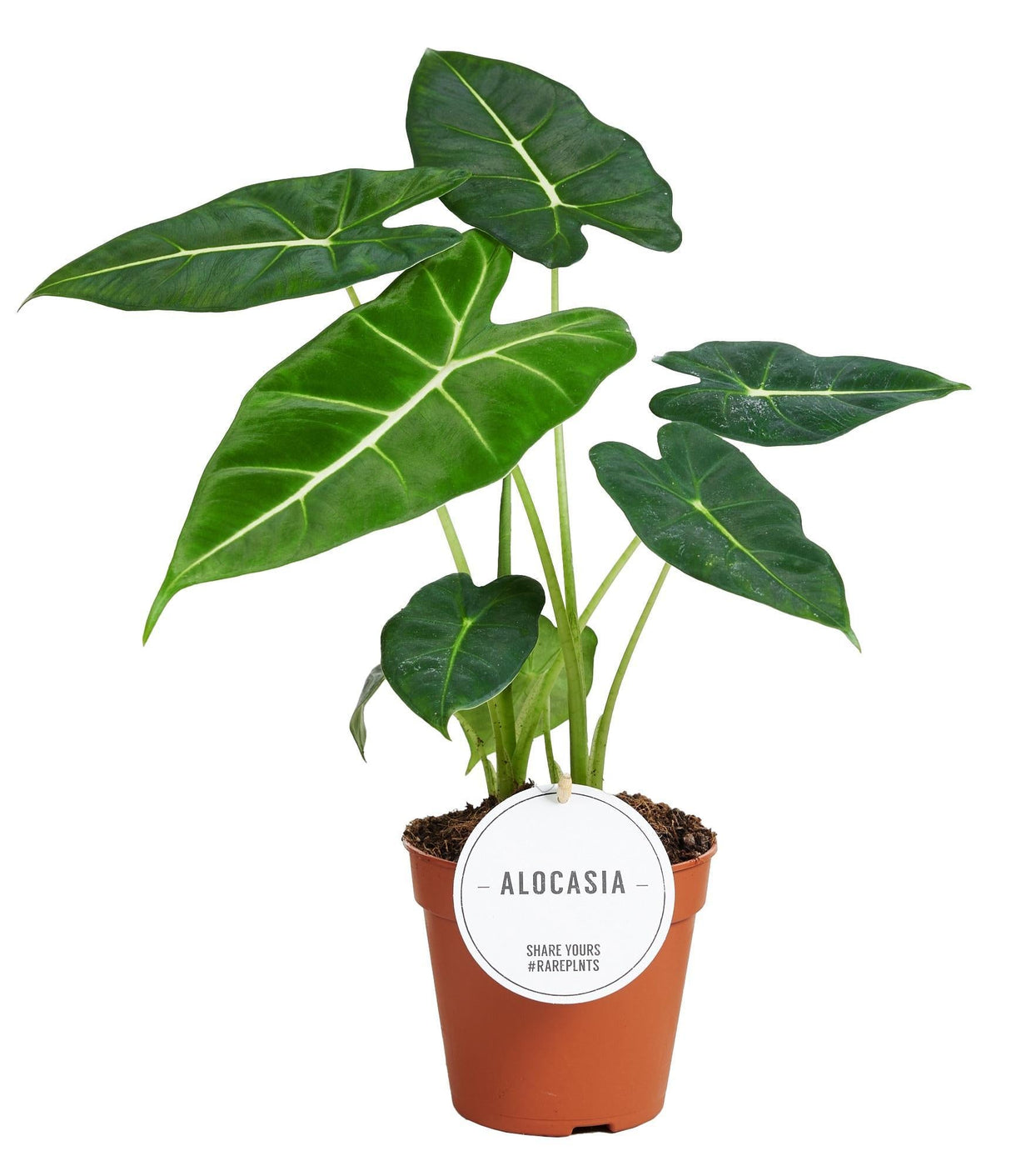 Livraison plante Alocasia Frydek