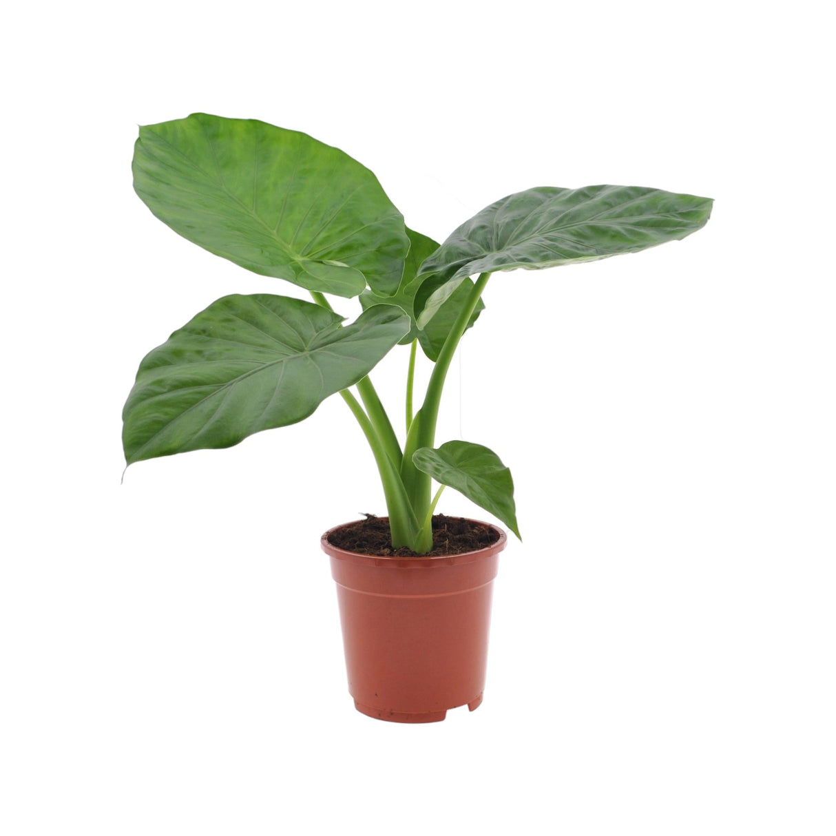 Livraison plante Alocasia Macrorrhiza