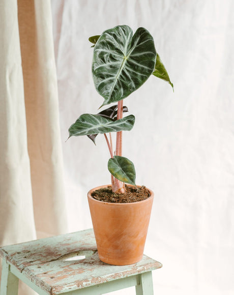 Livraison plante Alocasia Pink Dragon