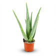 Livraison plante Aloë Vera