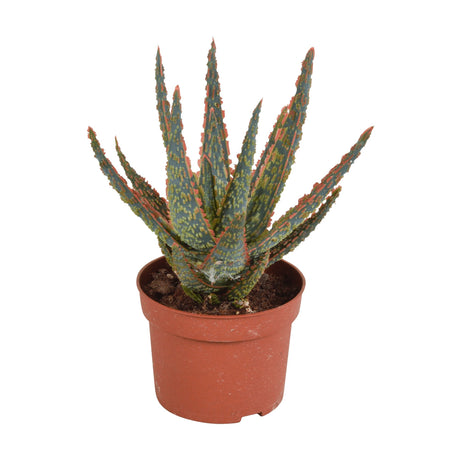 Livraison plante Aloe Zebrina