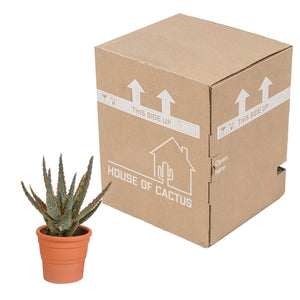 Livraison plante Aloe Zebrina