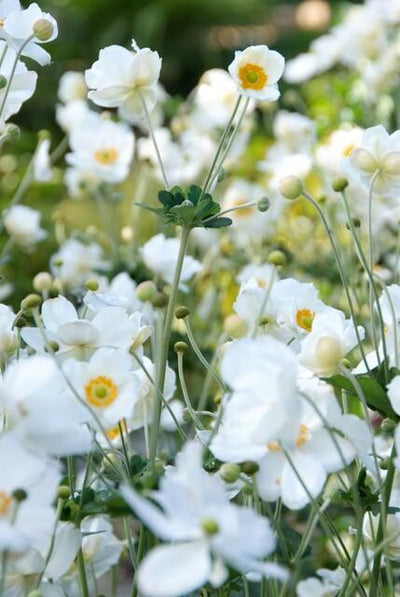 Japan-Anemone (Anemone x hybrida) 'Honorine Jobert'